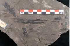 Foto (Detailansicht) von Taeniopteris vittata  (NHMW-GEO-2024-0188-10606)